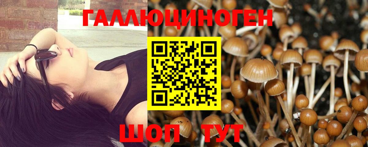 Галлюциногенные грибы Psilocybine cubensis Малоярославец